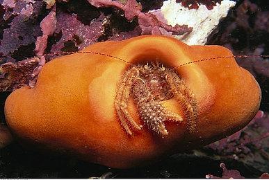 8月20日凌晨任天堂将召开新一轮直面会